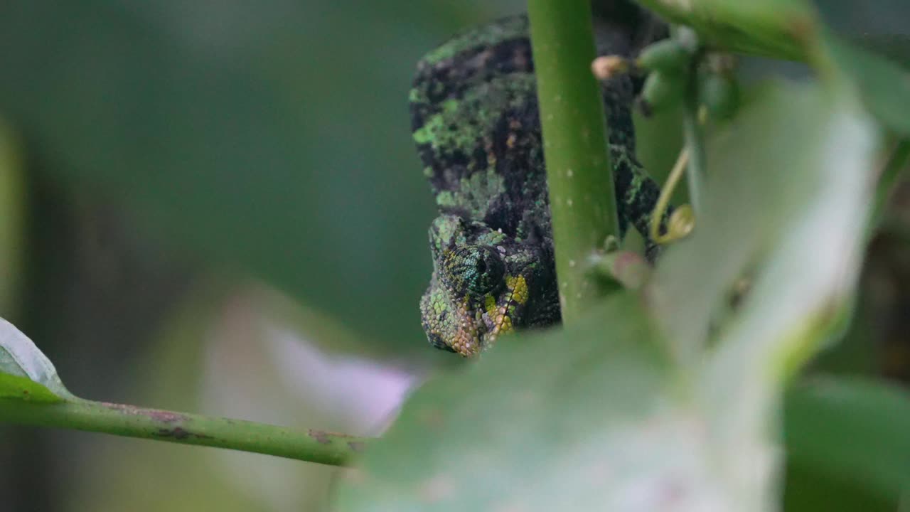 Chameleon macro, vibrant pop
