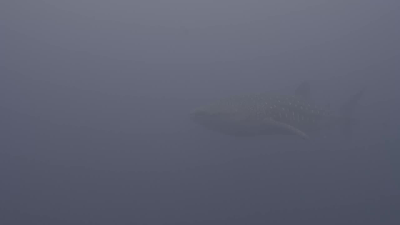 Whale shark through 22m of blue, haze cut, depth kept
